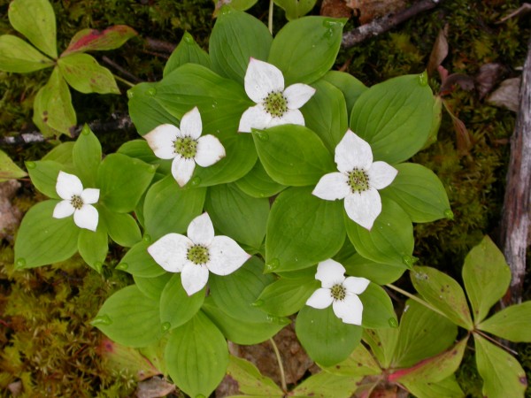 boreal-forest-plants-in-the-boreal-forest