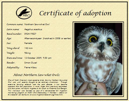 adopt an owl