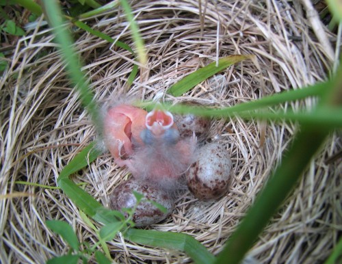 bobolink nest