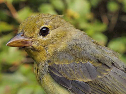 Migration Research Foundation - McGill Bird Observatory - Banding log ...