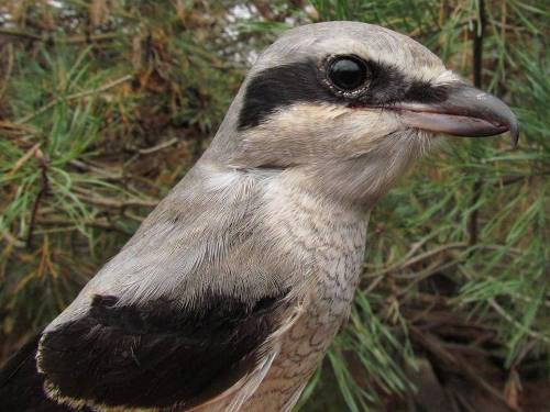 Northern Shrike