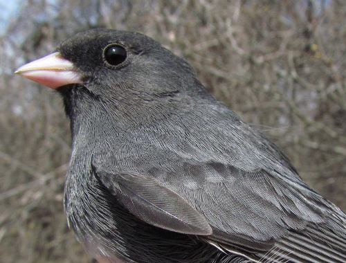 Slate-colored Junco