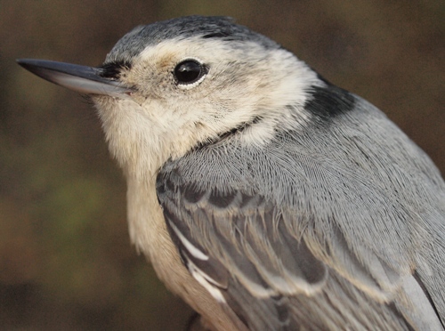 White-breasted Nuthatch