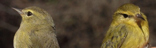 Orange-crowned and Tennessee Warblers